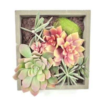 Gold Eagle Mixed Succulents Square Wall Planter