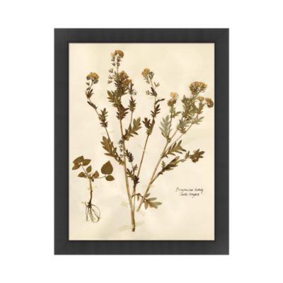 Wendover Art Group Pressed Botanical Artwork