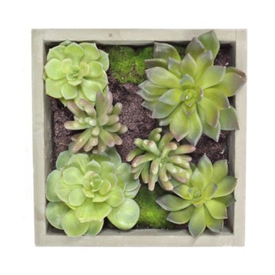 Gold Eagle Mixed Succulents Square Wall Planter